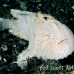 frogfish_hispid_ta_hsb_r_h_0075_kom3120.jpg